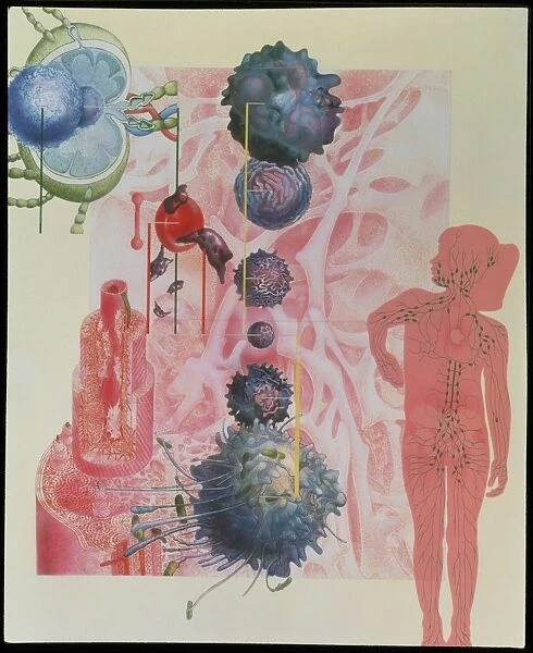 Collage artwork of cells of the immune system