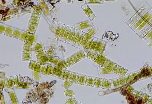 Colonial freshwater diatoms