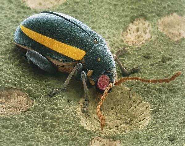 Colour SEM of flea beetle (Phyllotreta nemorum)