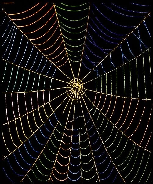 Coloured image of web of garden spider, Araneus