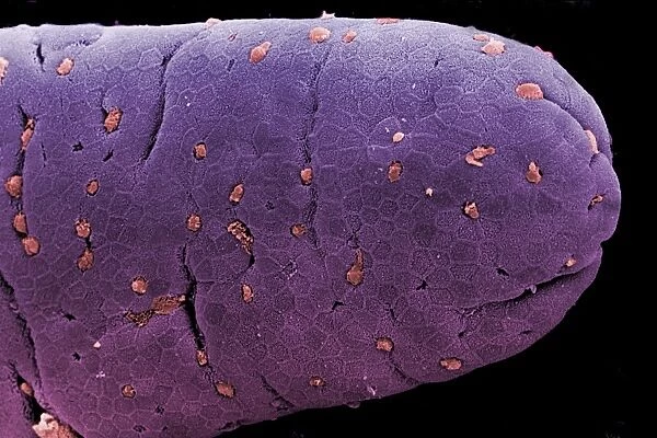 Coloured SEM of a villus of the small intestine