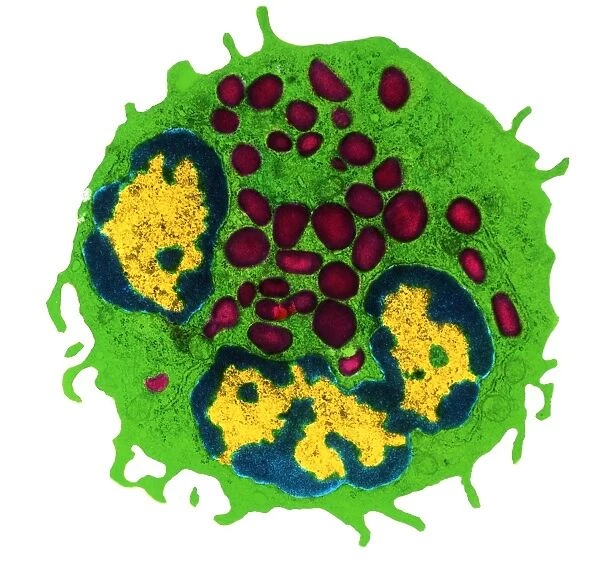 Coloured TEM of a basophil white blood cell