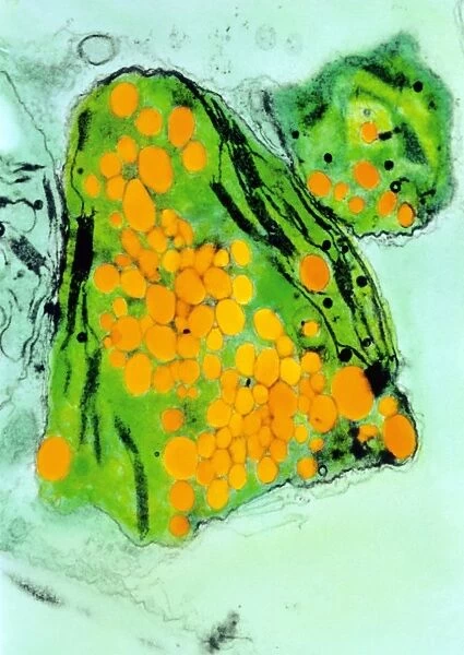 Coloured TEM of cress chloroplast growing plastic