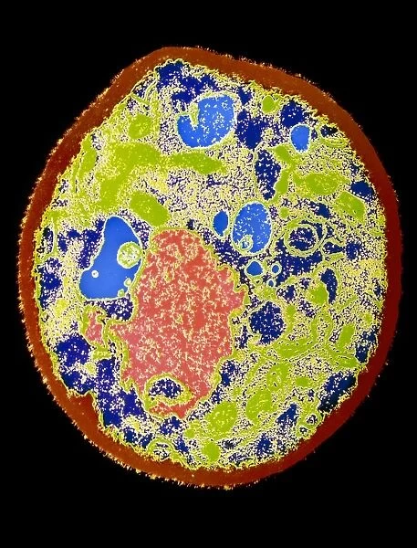 Coloured TEM of a yeast cell