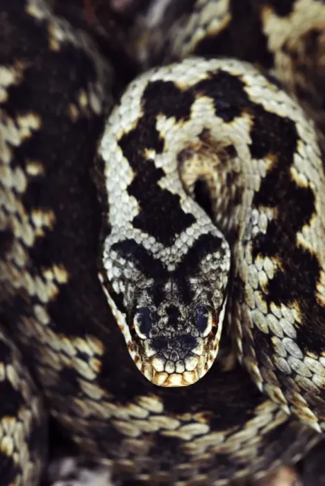 Framed Print : Common adder Print - Close-up of a Vipera berus head Framed Print : Common adder Print - Close-up of a Vipera berus head