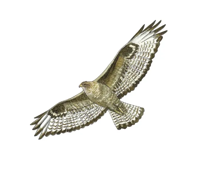 Framed Print : Common Buzzard in Flight Print Framed Print : Common Buzzard in Flight Print