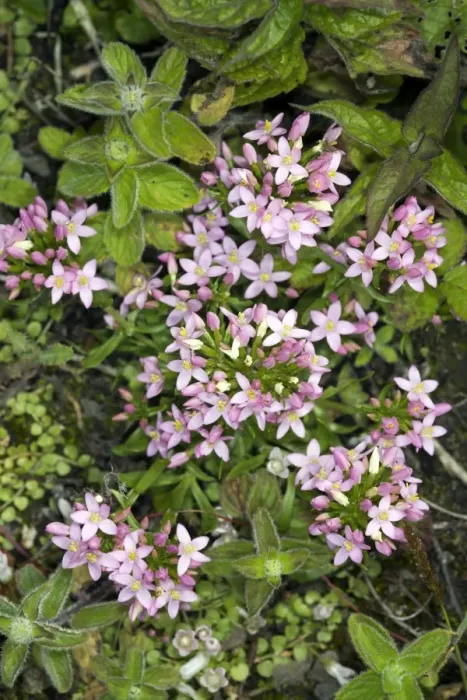 Framed Print : Common centaury Print Framed Print : Common centaury Print