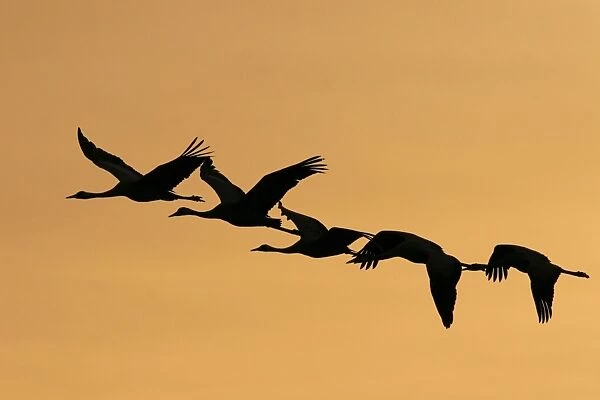Common cranes in flight