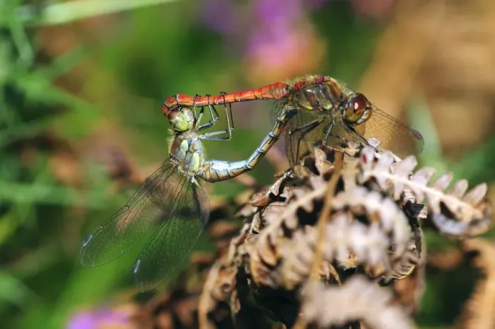 Framed Print : Common Darter Dragonflies Mating Print Framed Print : Common Darter Dragonflies Mating Print