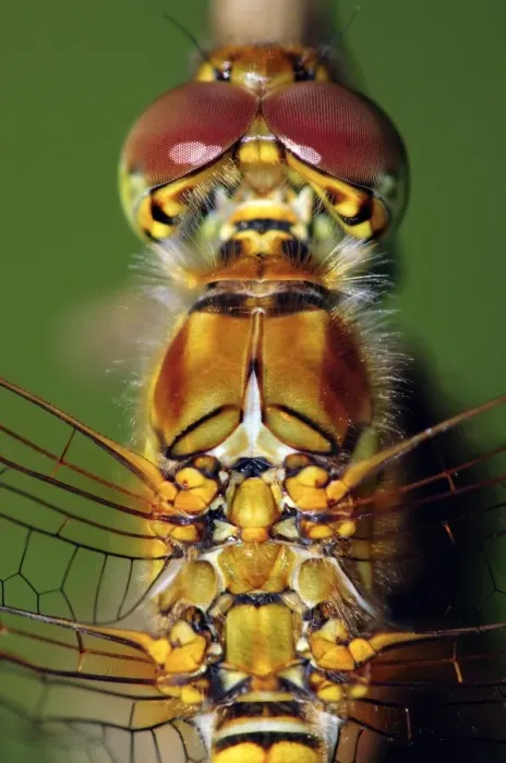Framed Print : Common Darter Dragonfly Print Framed Print : Common Darter Dragonfly Print