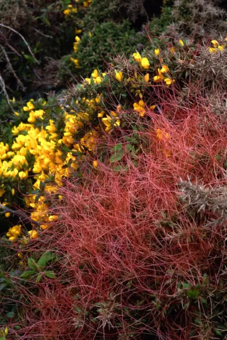 Framed Print : Common dodder (Cuscuta epithymum) parasitising common gorse Framed Print : Common dodder (Cuscuta epithymum) parasitising common gorse