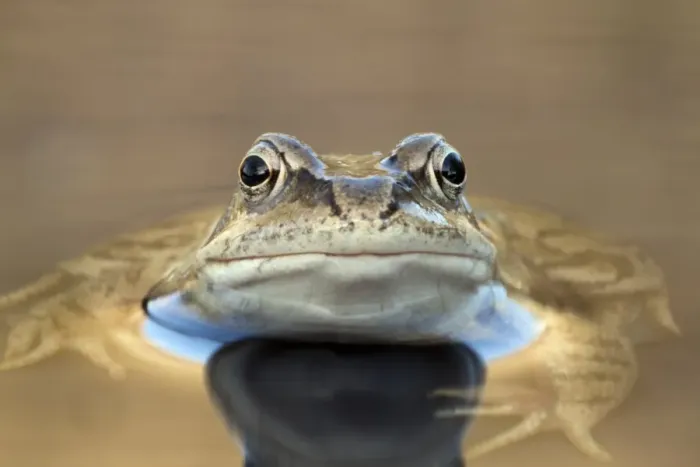 Framed Print : Common frog print Framed Print : Common frog print