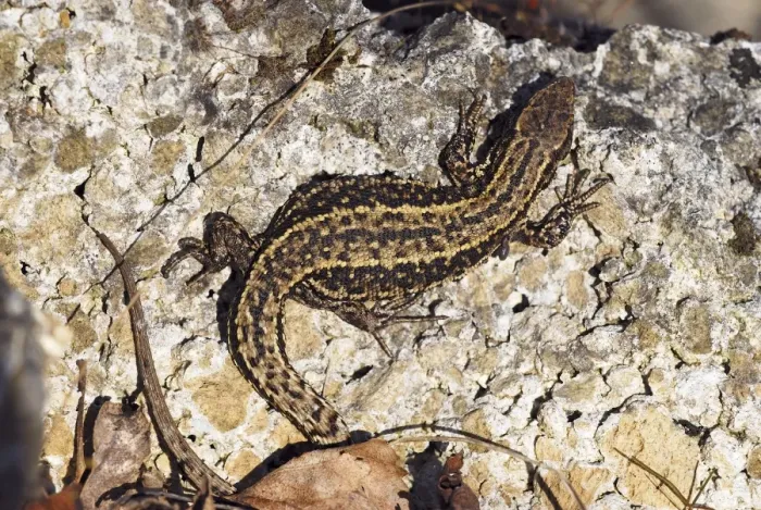 Framed Print : Common lizard basking on a rock Print Framed Print : Common lizard basking on a rock Print
