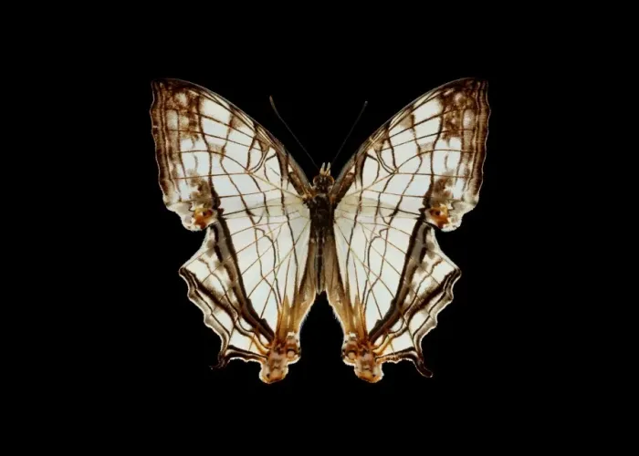 Framed Print : Common Map Butterfly Print, Upper Side View Framed Print : Common Map Butterfly Print, Upper Side View