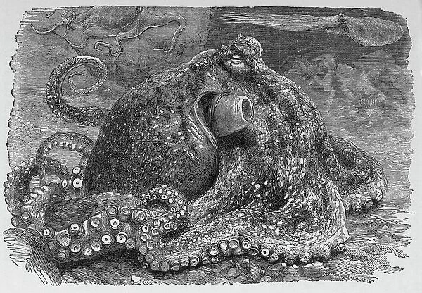 Common octopus, 19th century