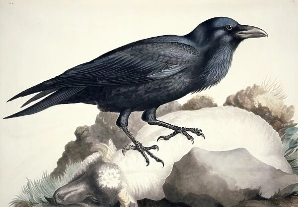 Common raven, 19th century artwork C013 / 6312. Available as Framed Prints,  Photos, Wall Art and other products #9197359