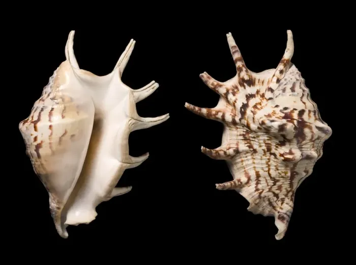 Framed Print : Common Spider Conch Shell Print Framed Print : Common Spider Conch Shell Print