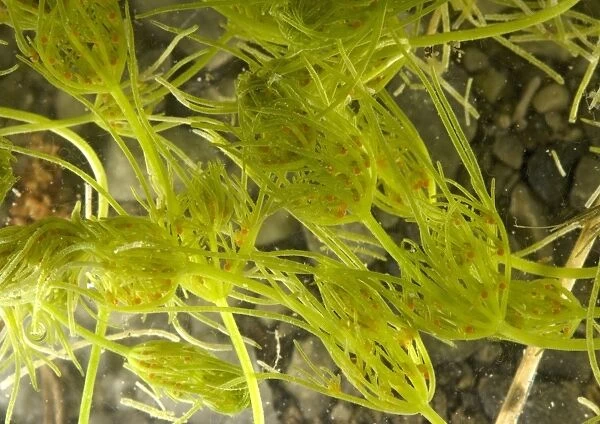 Common stonewort (Chara vulgaris)
