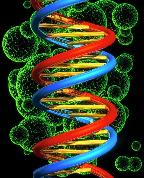 Computer artwork of a beta DNA segment and spheres