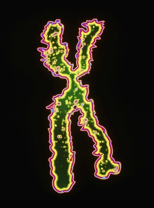 Framed Print : Computer artwork of a human X chromosome Print