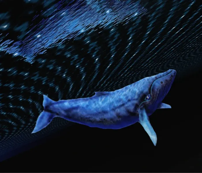 Framed Print : Computer artwork of a humpback whale Print Framed Print : Computer artwork of a humpback whale Print
