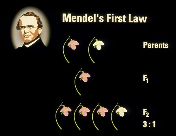 Computer artwork of Mendels First Law