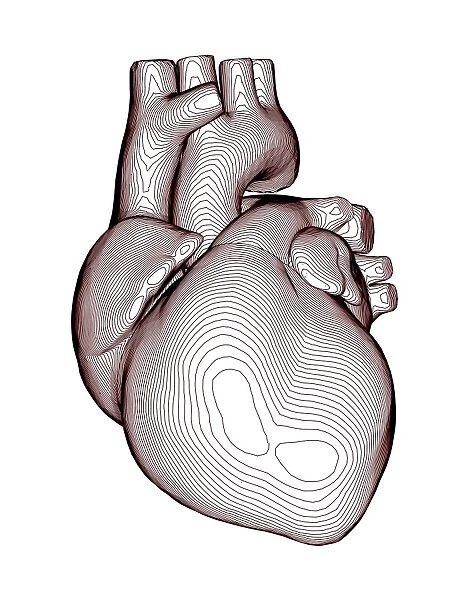 Contour map of the heart