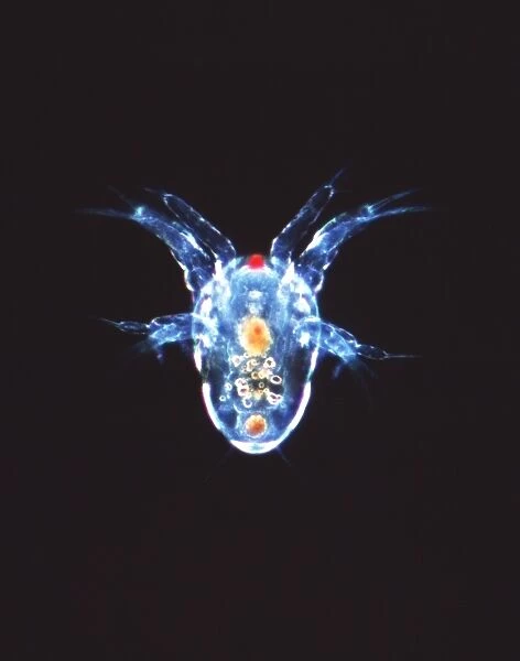 Copepod crustacean, light micrograph
