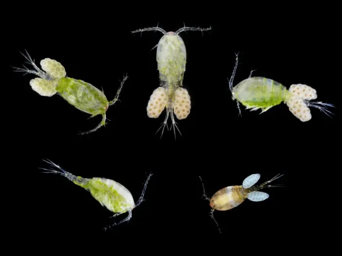Framed Print : Macro photograph of copepods Framed Print : Macro photograph of copepods