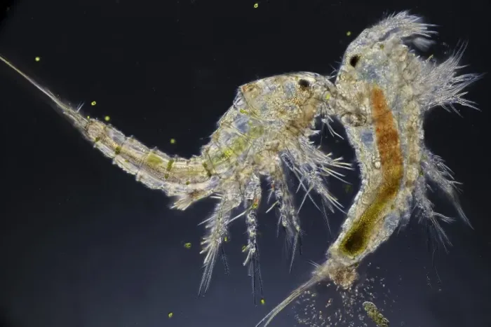 Framed Print : Microscopic Copepods Print