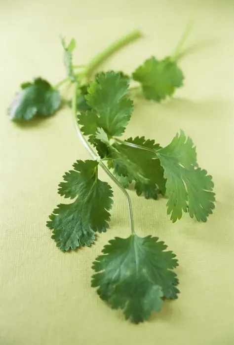 Framed Print : Coriander Plant Print Framed Print : Coriander Plant Print