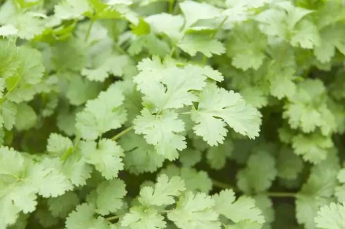 Framed Print : Coriander Crop Print Framed Print : Coriander Crop Print