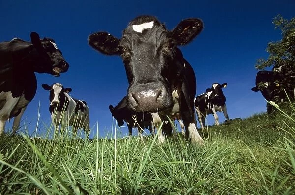 Cows (Bos taurus) in a field
