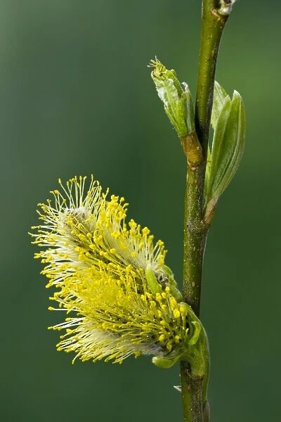 Crack willow (Salix fragilis) catkins