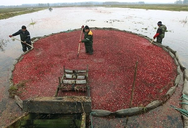 Cranberry harvesting