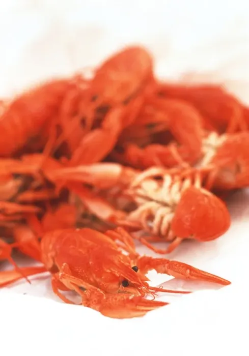 Framed Print : Crayfish Print Framed Print : Crayfish Print