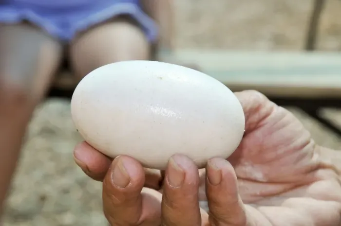 Framed Print : Crocodile Egg Print Framed Print : Crocodile Egg Print