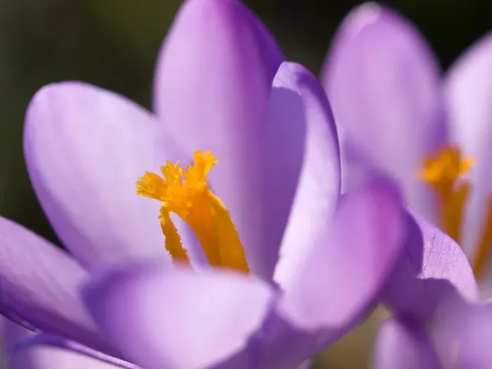 Framed Print : Crocus tommasinianus in Flower Print Framed Print : Crocus tommasinianus in Flower Print