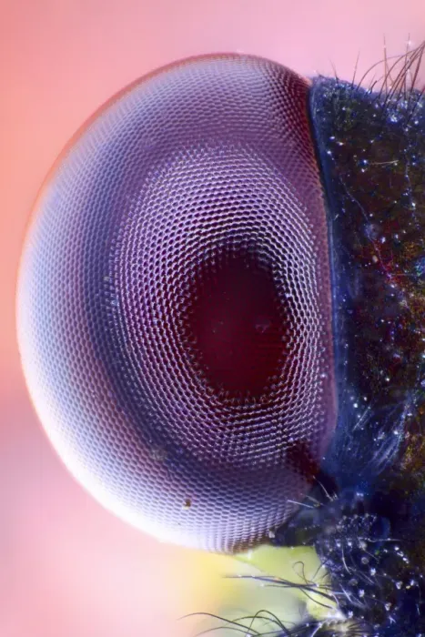 Framed Print : Damselfly Eye Print: A close-up of a single compound eye Framed Print : Damselfly Eye Print: A close-up of a single compound eye