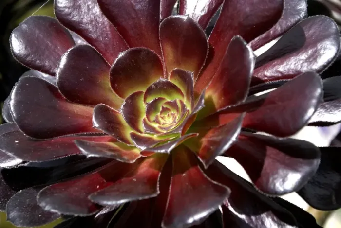 Framed Print : Dark Red Aeonium Succulent Print Framed Print : Dark Red Aeonium Succulent Print