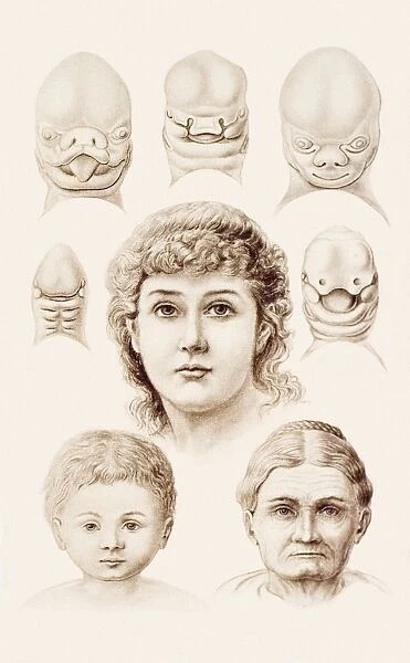 Development of the human face, 1891