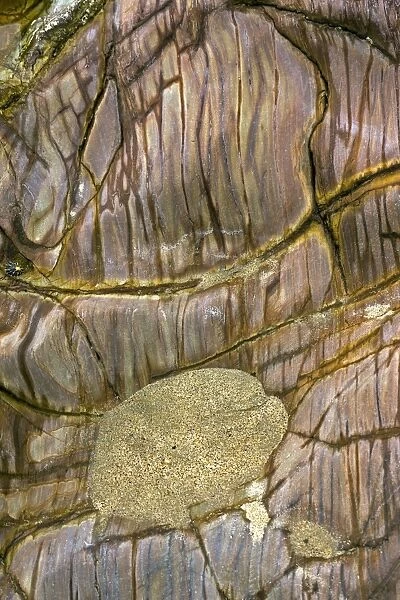 Devonian slates C017  /  8312