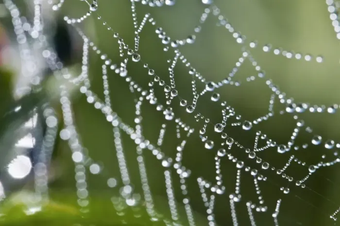 Framed Print : Dew drops on a spider's web Print Framed Print : Dew drops on a spider's web Print