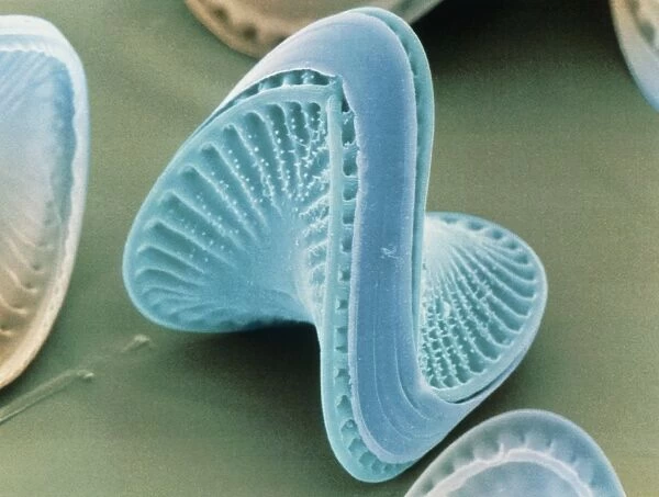 Diatom algae, Campylodiscus