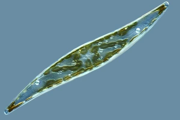 Diatom, light micrograph C014  /  4673
