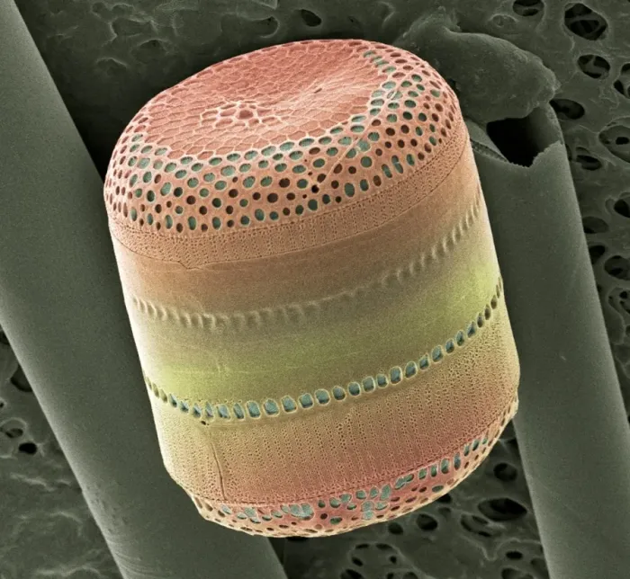 Framed Print : SEM Print of Coscinodiscus Diatom Framed Print : SEM Print of Coscinodiscus Diatom