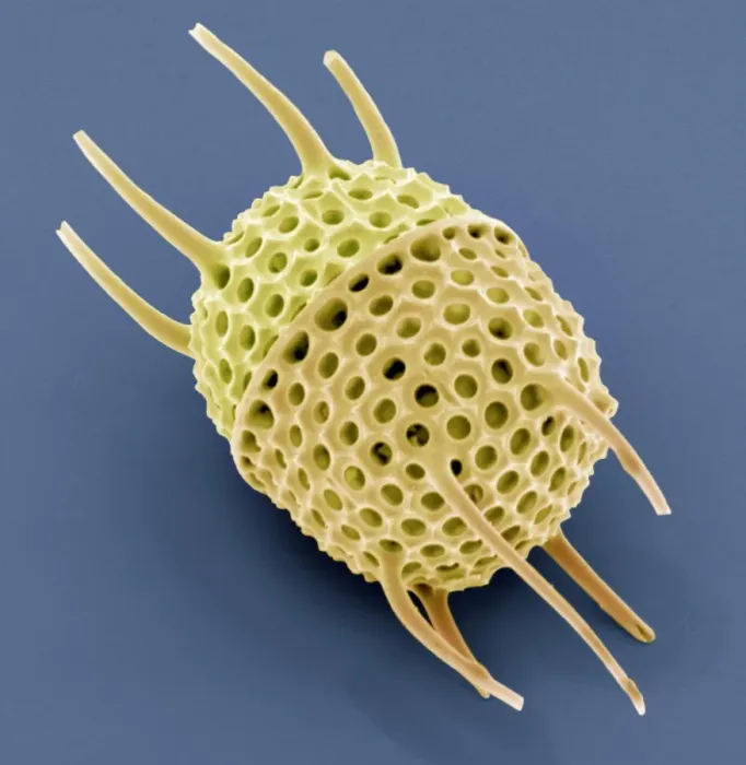 Framed Print : SEM Diatom Print, Stephanopyxis sp Framed Print : SEM Diatom Print, Stephanopyxis sp
