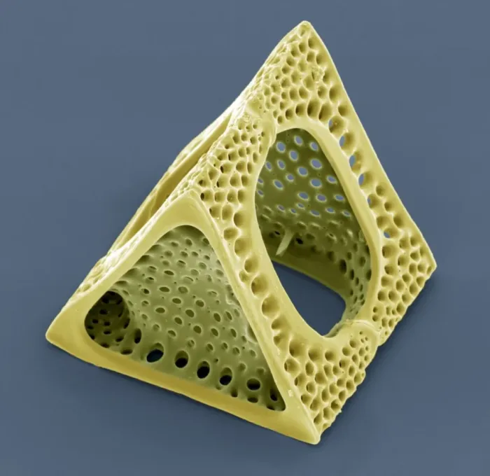 Framed Print : SEM Diatom Print Framed Print : SEM Diatom Print