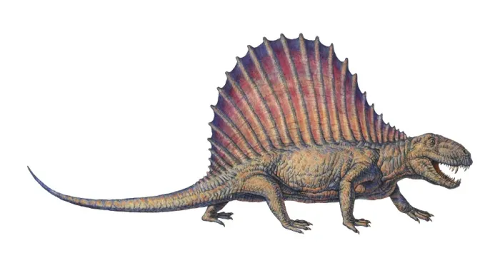 Framed Print : Dimetrodon Print Framed Print : Dimetrodon Print