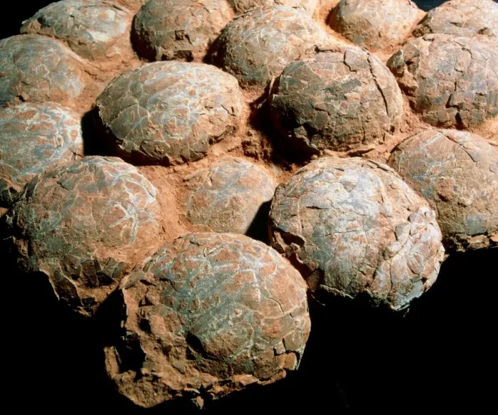 Framed Print : Fossilised Hadrosaur Eggs Print Framed Print : Fossilised Hadrosaur Eggs Print